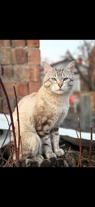 Вислоухие котята