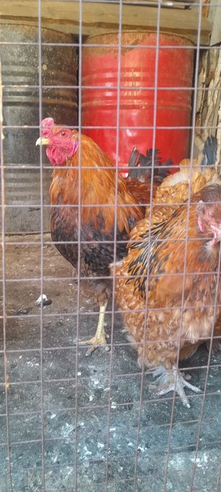 Яйцо Яйцо Яйцо куриное