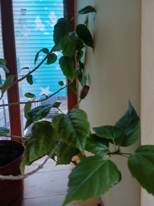 Китайская роза.трехлетка.