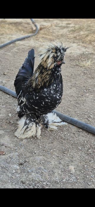 Султанка молодой қораз сатылады