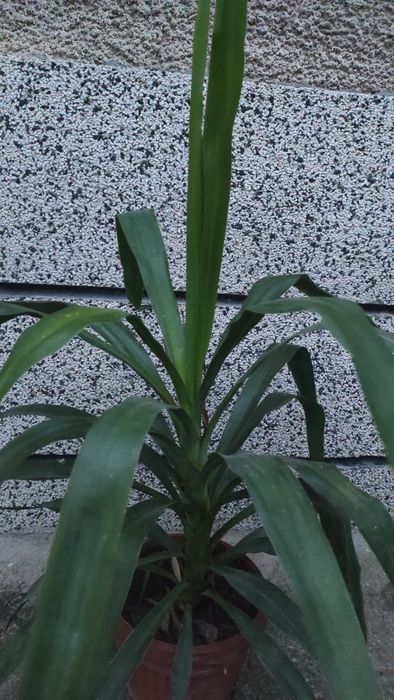 Палма Юка, висока 70 см