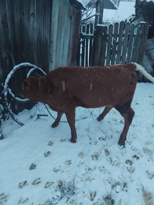 De vânzare vițică