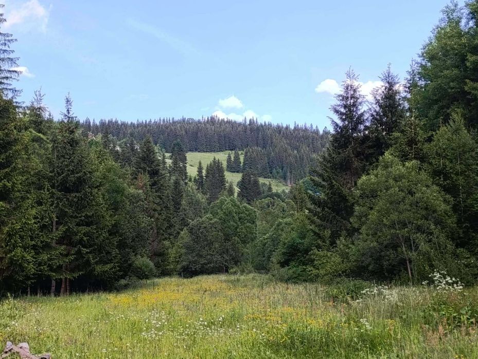 Vand 2500 mp teren intravilan + casuta de munte racordata la EON