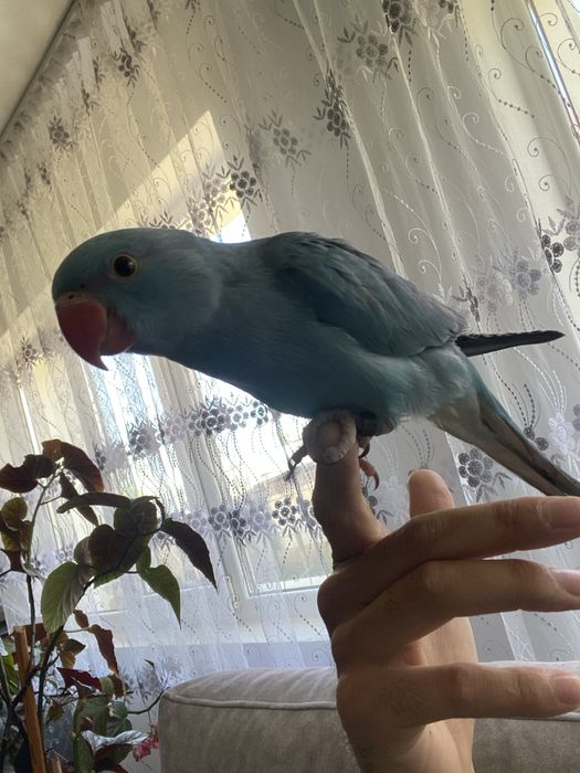 Vand pui Micul Alexander