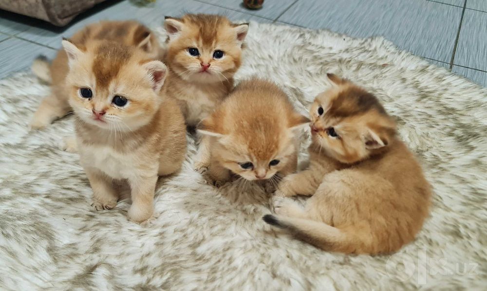 Британский короткошерстный  кот