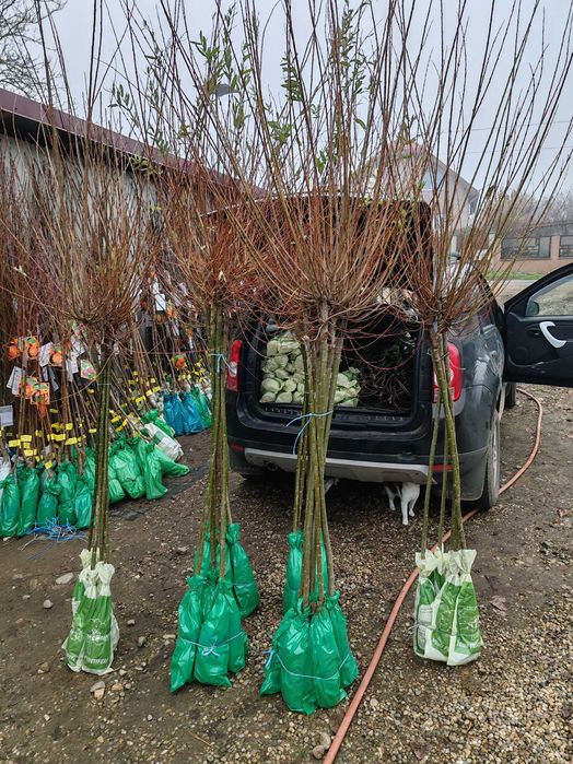 Salcie japoneza și plângătoare cu rădăcină ambalata