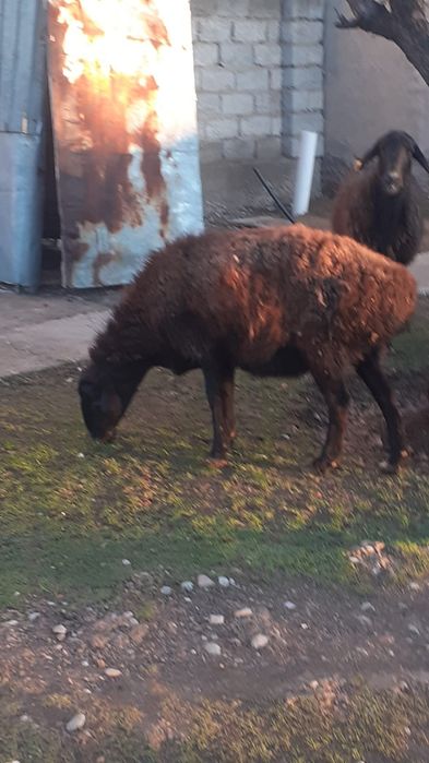 Қойлар сатылады, семіз, жемде тұрған,