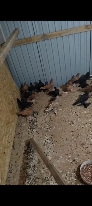 Продам голубей желтых жуков