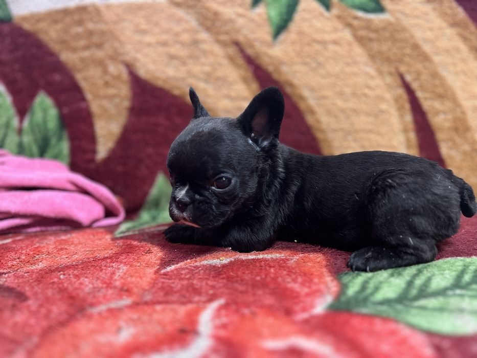 Продам щенка, францусзкий бульдаг девочка !!!