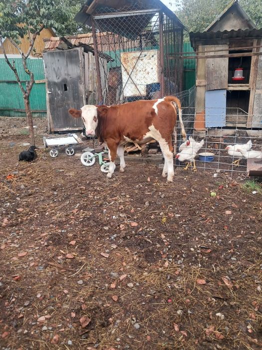 Vând vitei baltati