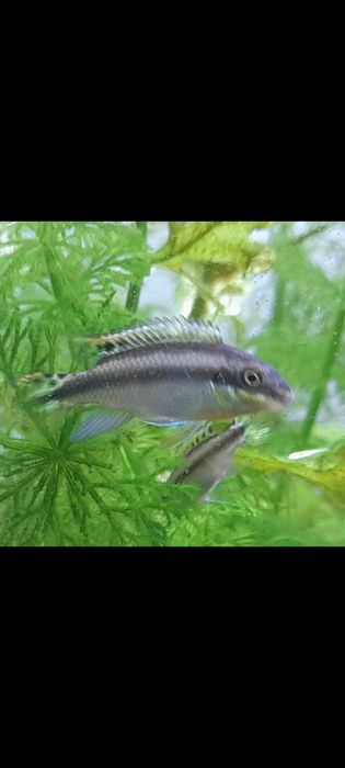 Аквариумная рыбка Пельвикахромис Пульхер