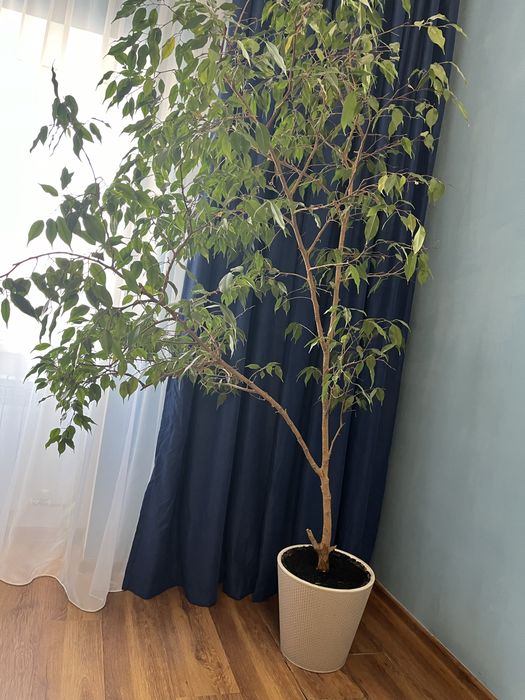 Фикус дерево в дорогом горшке