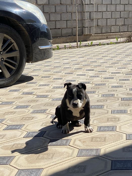 Питбуль pit bull күшік 2 айлық