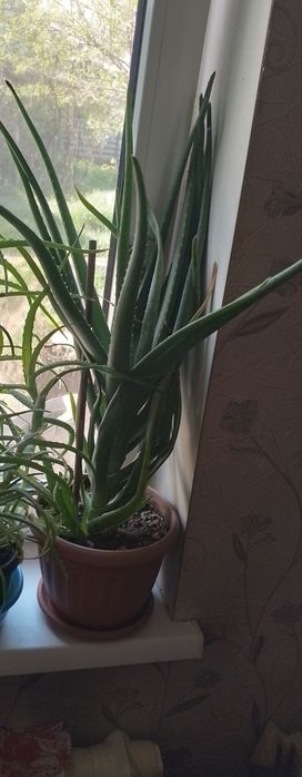 Продам Алоэ Вера. Самовывоз.