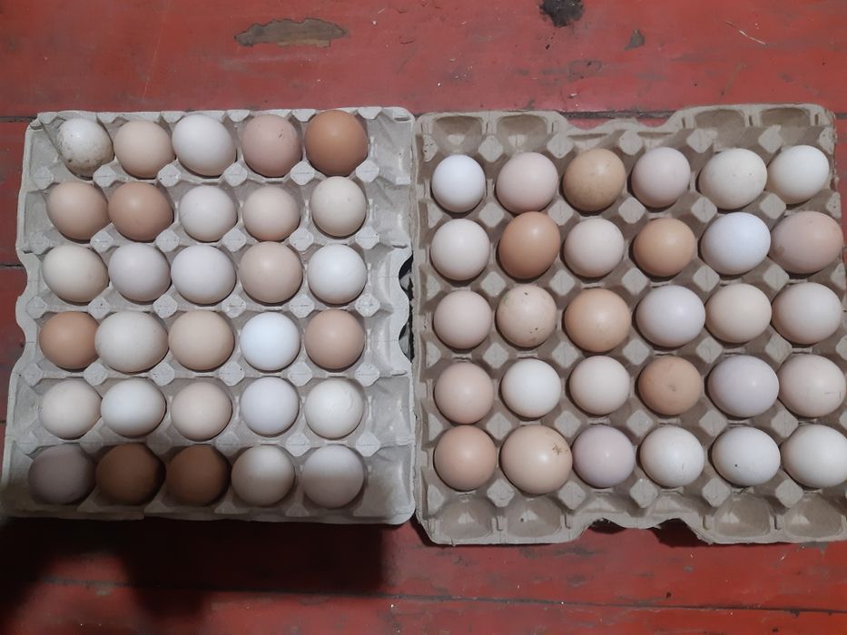 Продам домашние яица