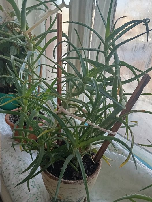 Продам Алоэ лечебный