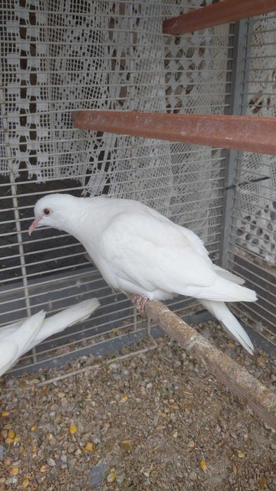 Гугутки/скумрутки