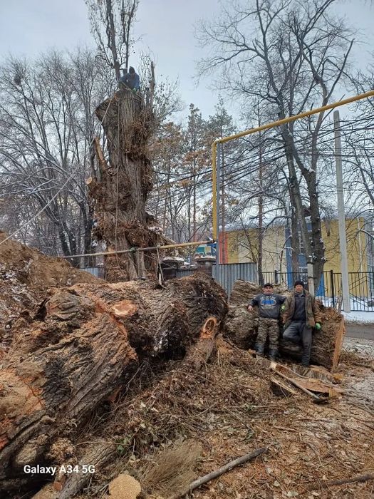 Спил дерева,обрезка дерева.спилить дерево