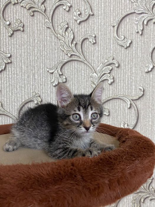 В добрые руки котенок