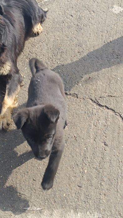 Не Проходите мимо. Отдам в добрые руки