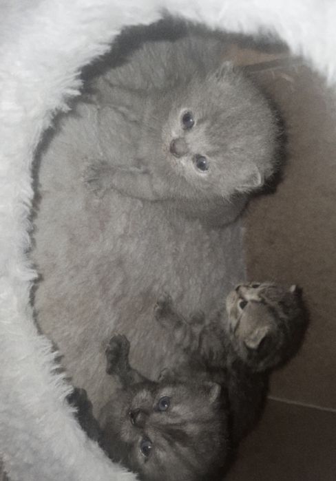 Котята, порода британец