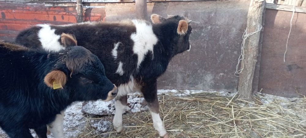 Подсостар сатылады