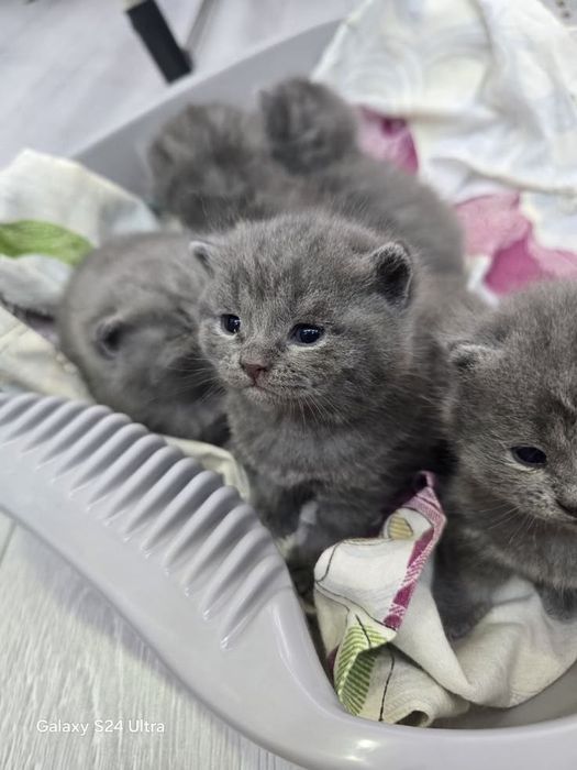Британские котята