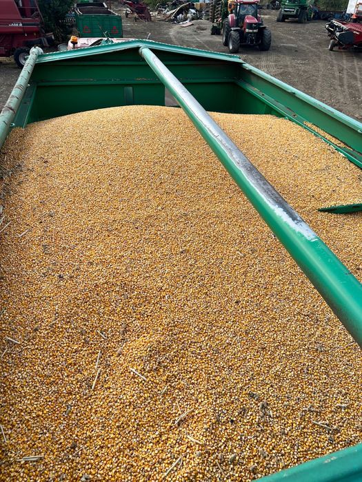 Vand porumb boabe sat gelu timis