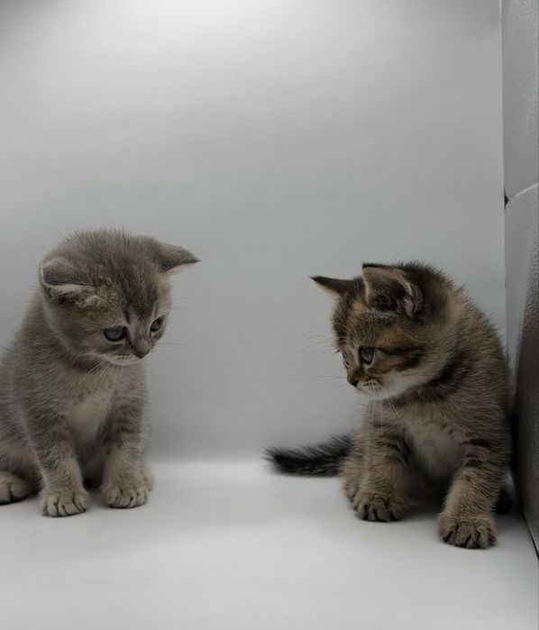 Скоттиш фолд ва Скоттиш страйт Мушуклари СОТИЛАДИ!!!