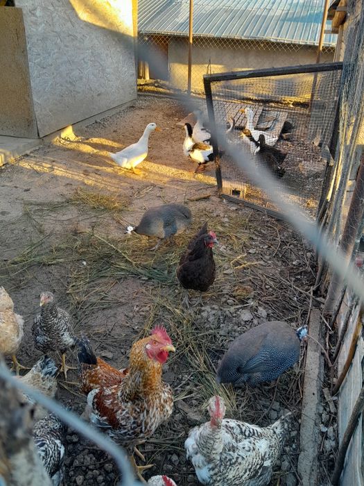 Bibilici care fac oua