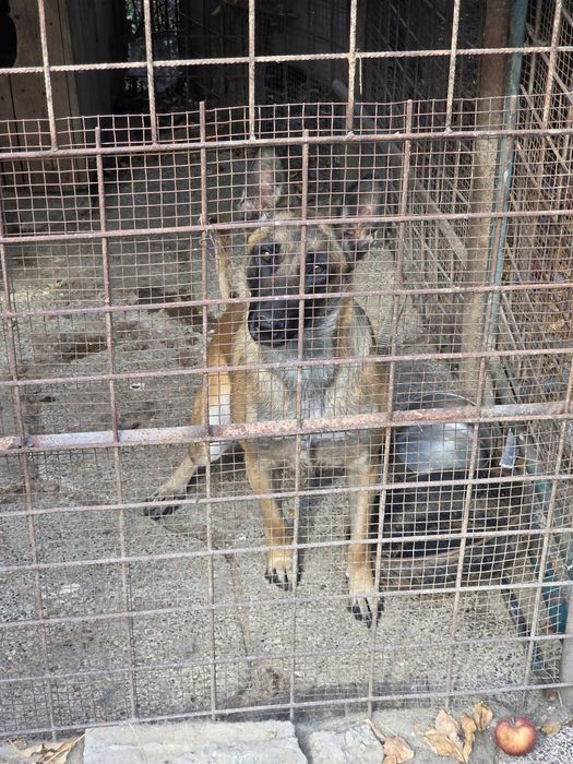 Caine Femela Ciobanesc Malinos Belgian