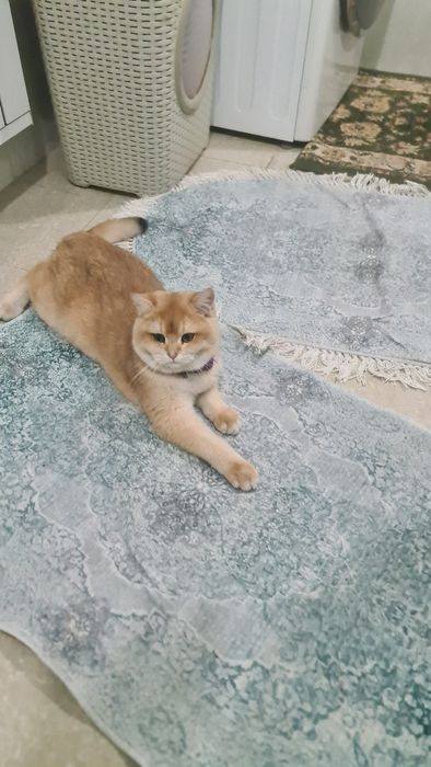 Продаю золотая Шиншилла ny12