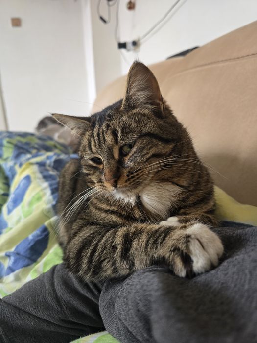 Женско коте, бременна