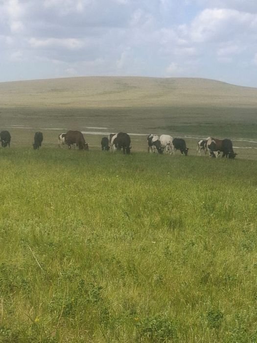 Дойные коровы с телята