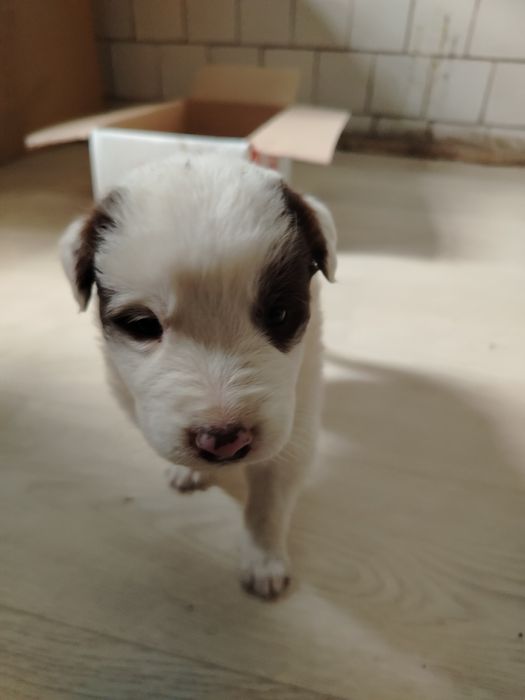 Chuponski it urg'ochi