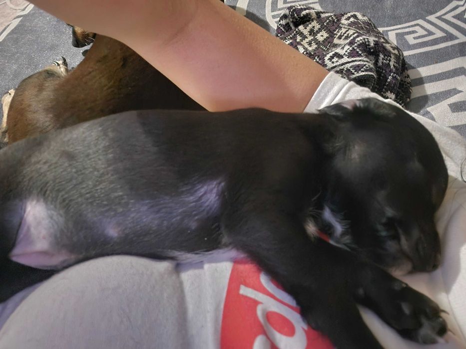 Новородено кученце