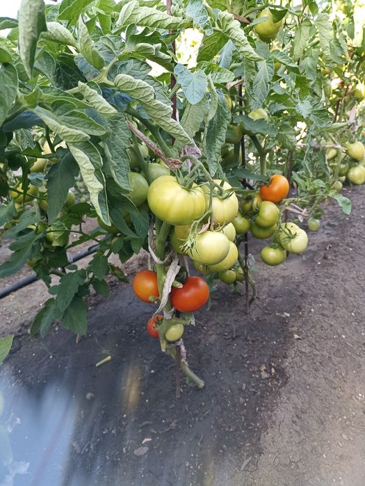 Продам рассаду помидор