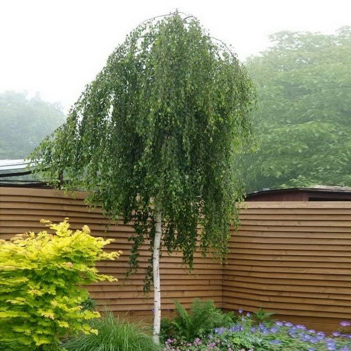 Берйоза, липа, каштан, дуп бор