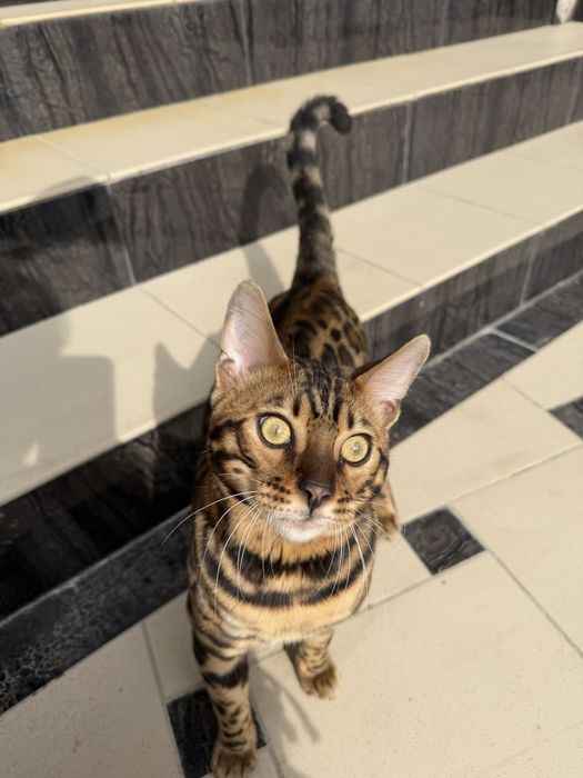Элитный бенгальский кот приглашает на вязку