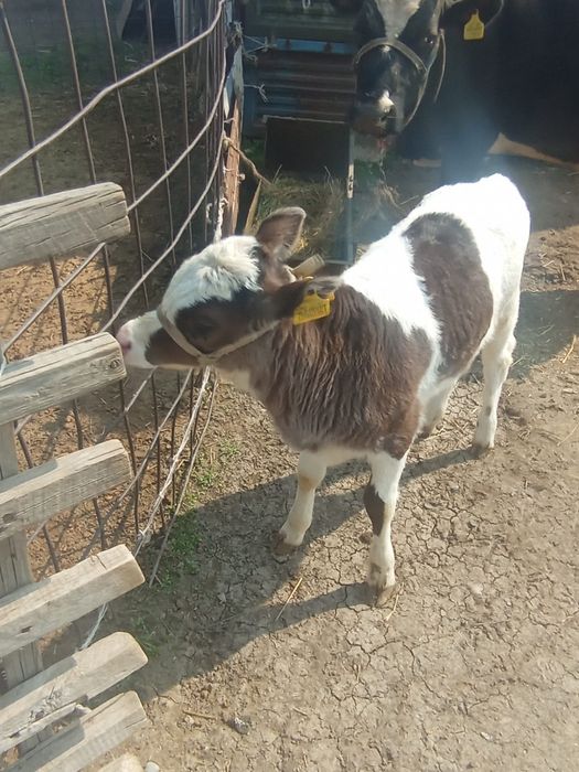 Сиыр бузауымен сатылады