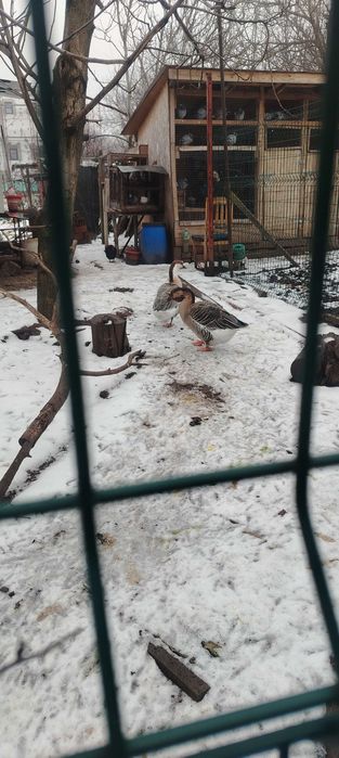 Лебедови гъски на топ цена