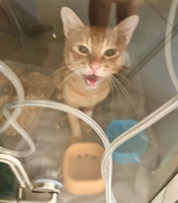 Рыжий котик ищет дом