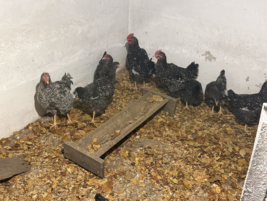 Продам петушков