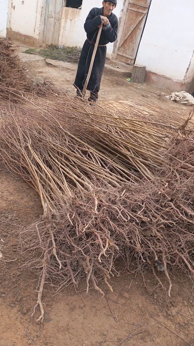 Mevali va boshqa turadagi kuchatlar