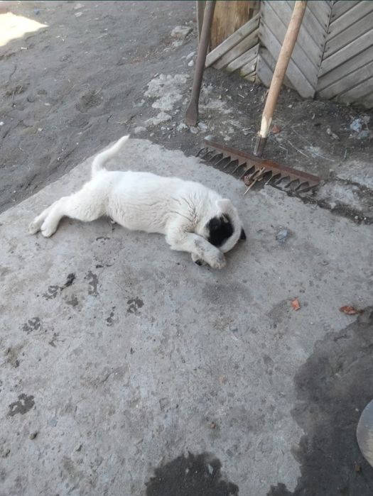 Отдам щенка в добрые руки