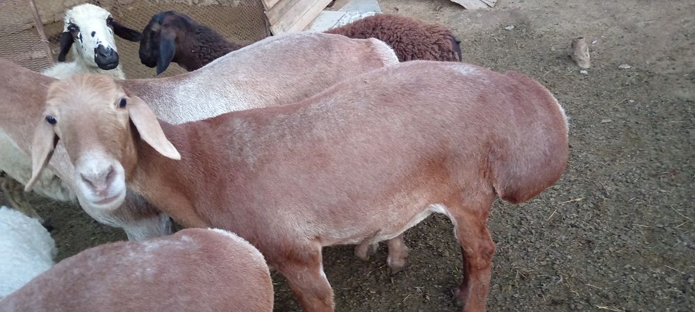 Арашан авгон гибрид совлик, куй