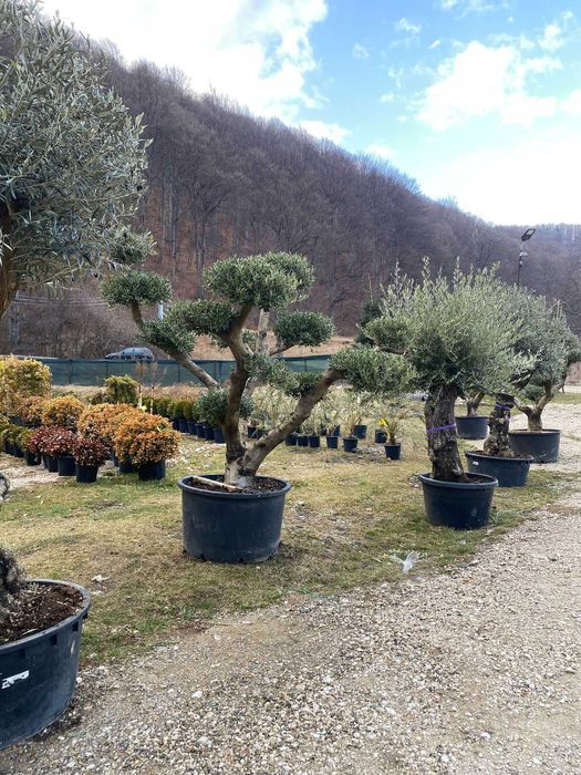 Plante Ornamentale Premium pentru Curți Moderne