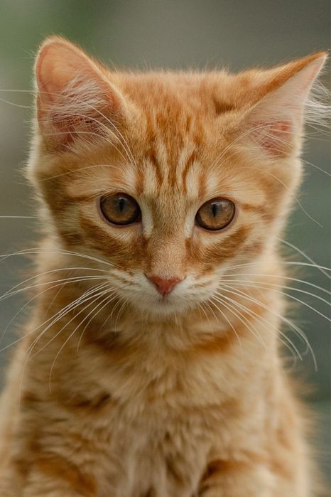 Котята в поиске дома