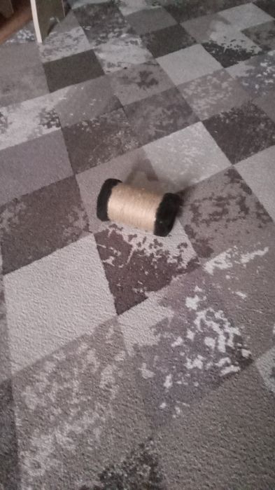 Отдам  кота британца