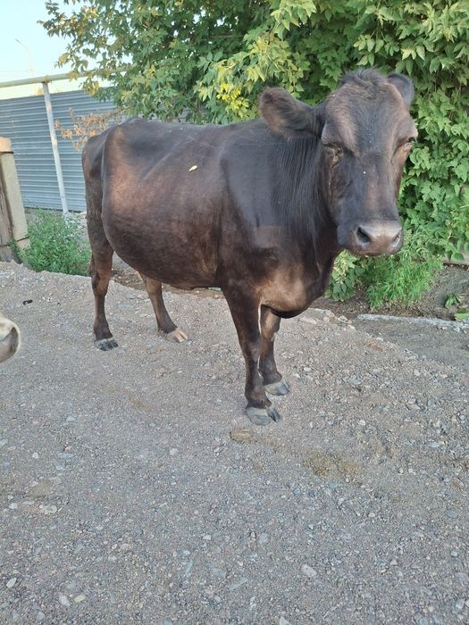 Продам корову стельную
